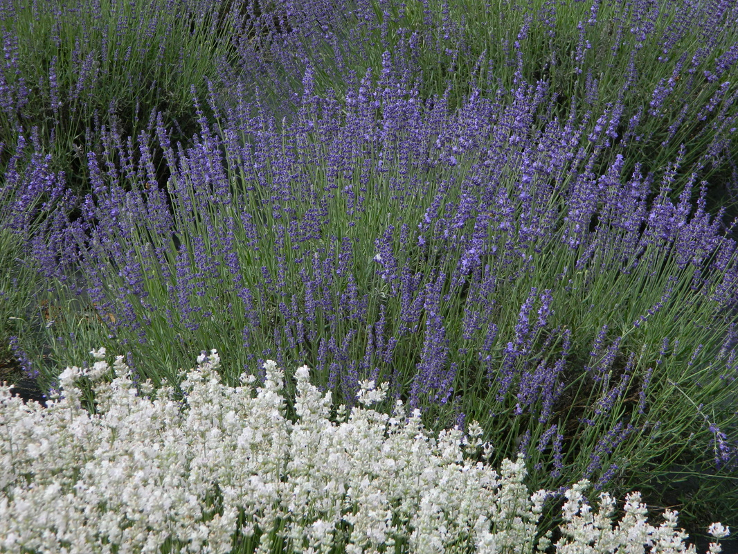 Lavender Om Wellness